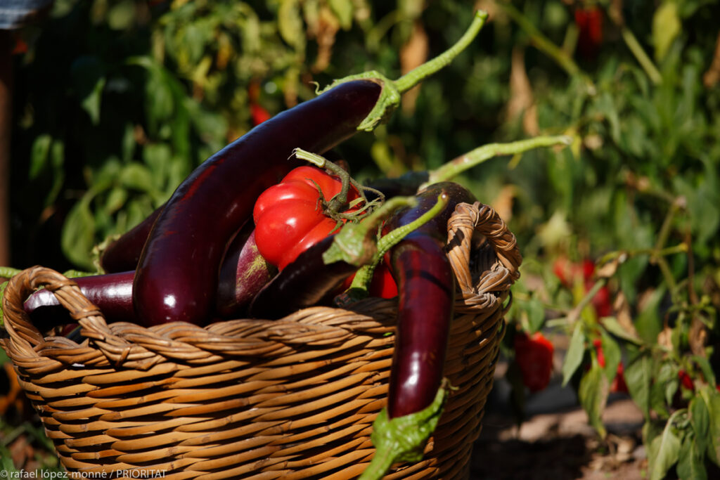 Horta ecològica a la finca els Fontanals, al peu del morral de Falset.
Allotjaments de turisme rural.
Falset, Priorat, Tarragona